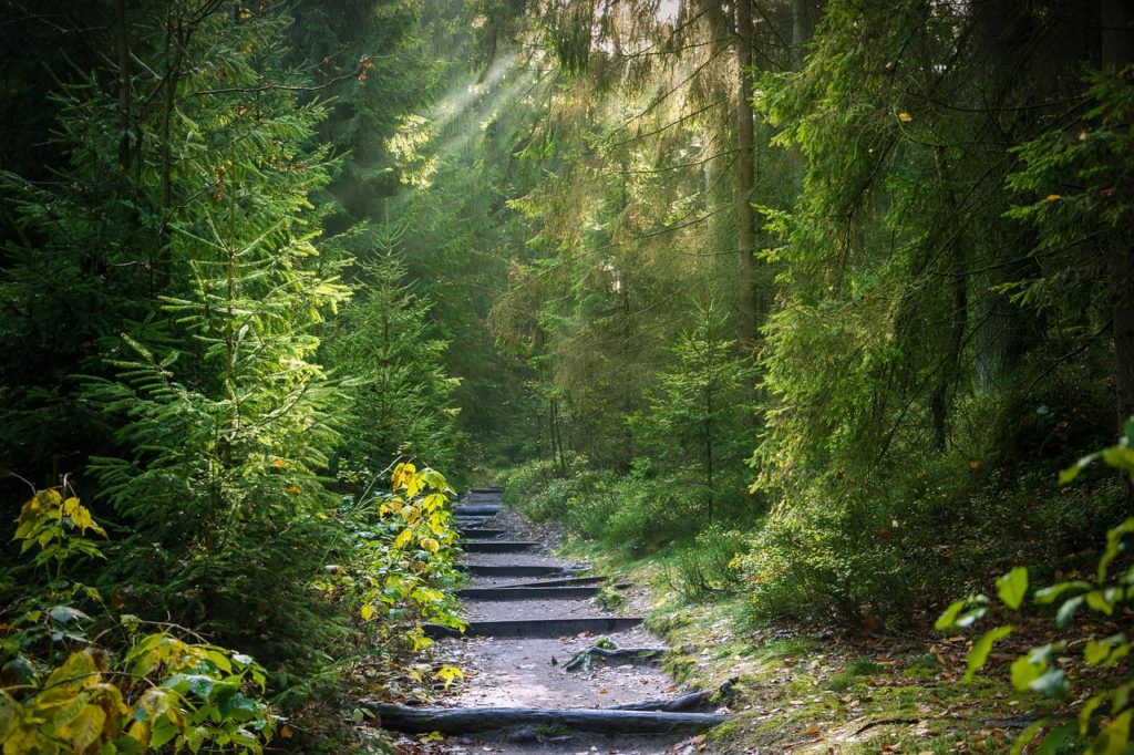 forest, trail, sunbeams, forest path, path, trees, woods, nature, morning
