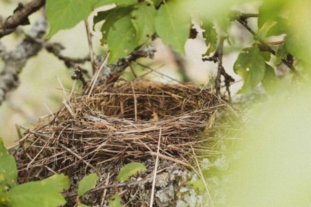 brown nest on brown nest